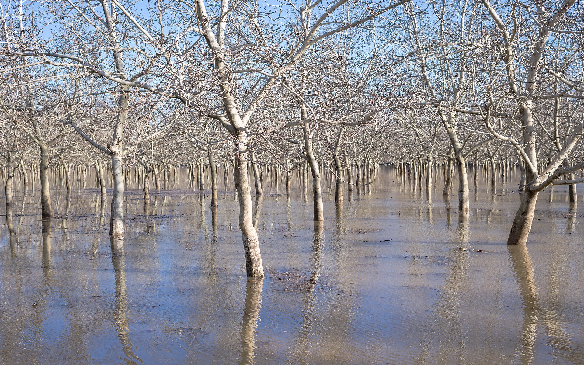 A walnut orchard standing in floodwater in Butte County, California, in January 2023 after atmospheric river storms