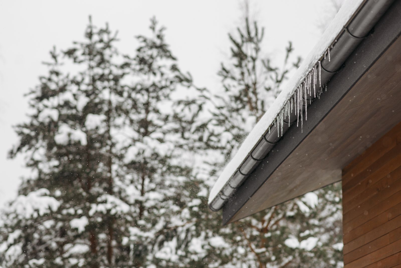 Icicles hanging from the gutter of a snow-covered roof with snow-laden pine trees behind