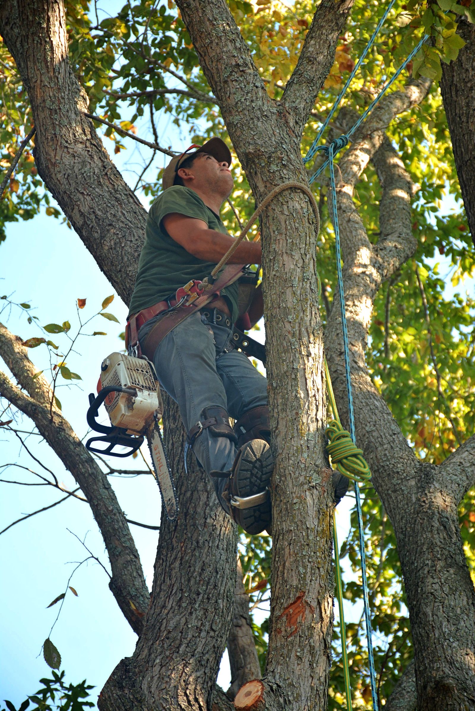 An arborist with a chainsaw trimming tree branches, the kind of vegetation work insurers document as wildfire mitigation